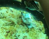 A picture of step 9 of Biryani Rice.