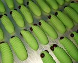 Foto langkah ke 4 dari resep Caterpillar Cookies Keju ala Ibun Tania.