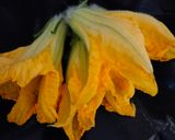 कद्दू के फूल के पकौड़े kaddoo ke phool ke pakode रेसिपी चरण 1 फोटो