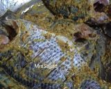 A picture of step 2 of Fry fish.