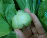 Hình bước làm 1 của món Cải thìa xào dầu hào