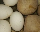 A picture of step 1 of Egg potatoes gravy.