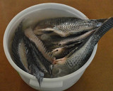 Foto del paso 1 de la receta: Mojarra Frita