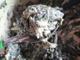 Buñuelos de acelga