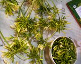 Foto langkah ke 1 dari resep Tumis bunga dan daun pepaya.