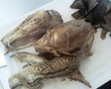 Foto del paso 2 de la receta: Sandúches🥪 de berenjena mechada bbq🌶🍆