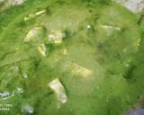 A picture of step 4 of Palak paneer.