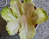 Foto del paso 2 de la receta: Ensalada fresca con akusay, la lechuga japonesa