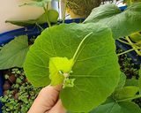 Hình bước làm 1 của món Ngọn bí xào tỏi