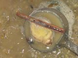 Bubur kacang hijau + Tips
