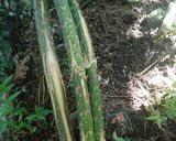 Foto langkah ke 1 dari resep Semur kecap rotan muda (simboling).