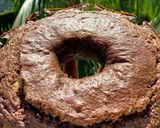 Foto del paso 1 de la receta: Rosca de avena y cacao