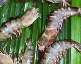 Foto langkah ke 4 dari resep Udang Oven Madu.