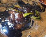 Foto langkah ke 3 dari resep Sirup gula aren kental.