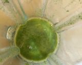 Foto del paso 2 de la receta: Limoneta de cilantro
