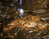 Foto langkah ke 6 dari resep Pepes ikan dencis.