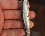 Foto del paso 1 de la receta: Boquerones en Vinagre
