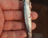 Foto del paso 1 de la receta: Boquerones en Vinagre