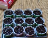 Foto langkah ke 10 dari resep Muffin coklat.
