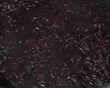 Foto langkah ke 6 dari resep Tape Ketan Hitam.
