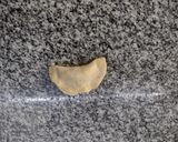 Foto del paso 8 de la receta: Capellettis de verdura, ricota y nuez de Bigote cocina