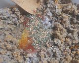 Foto del paso 4 de la receta: Hamburguesas Veggie de lentejas