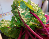 Foto del paso 1 de la receta: Acelgas rojas rehogadas