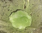 A picture of step 1 of Chicken Breast in Cilantro Sauce.