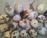 Foto langkah ke 1 dari resep Perkedel kentang telur puyuh.