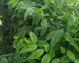 Foto langkah ke 1 dari resep Sayur bening katu.