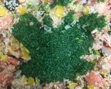 Foto del paso 4 de la receta: 428. Tomates rellenos de quinoa y atún (entrante verdura)