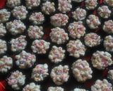 Foto langkah ke 7 dari resep Coklat Kacang.