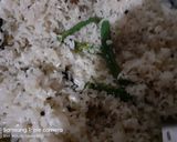 খিচুড়ি (Khichuri recipe in bengali) রেসিপির ধাপ 1 ছবি