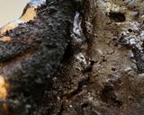 Foto langkah ke 10 dari resep Chocolate Espresso Brownies.