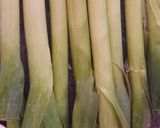 A picture of step 1 of Kurrat (leek stew).