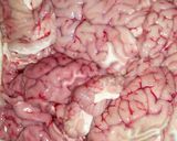 A picture of step 1 of Maghaz Masala or Brain Masala.