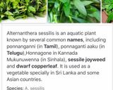 பொன்னாங்கன்னி கீரை வடை ரெசிபி ஸ்டேப் 1 புகைப்படம்