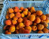 Une image de l'étape 1 de Compote d’abricots au miel de printemps.
