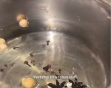 Foto langkah ke 1 dari resep Daging Tulang IGA Madu.
