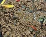 Foto langkah ke 6 dari resep Lapis daging giling.