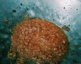 Foto langkah ke 5 dari resep Ikan Tongkol Tahu Balado Asam Manis.