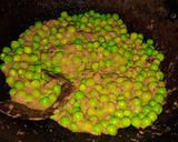 ब्रॉकली मटर मसाला (broccoli matar masala recipe in Hindi) रेसिपी चरण 4 फोटो