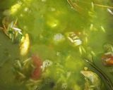 A picture of step 5 of Green prawn Pulao.