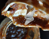 Foto del paso 10 de la receta: Chutney de Manzana Fuji y Mirin para acompañar asados