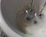 Foto del paso 1 de la receta: Baño blanco glaceado