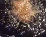 Foto langkah ke 6 dari resep Lento Kacang Ijo.