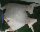 Foto langkah ke 3 dari resep Ayam kodok.
