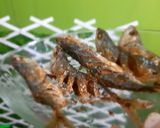 Foto langkah ke 4 dari resep Ikan Kembung Goreng Garing Renyah.