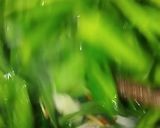 Foto langkah ke 3 dari resep Kangkung saus tiram.