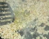 Foto langkah ke 4 dari resep Nasi Goreng Tomat Simpel.